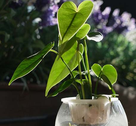 臥室適合養(yǎng)什么花